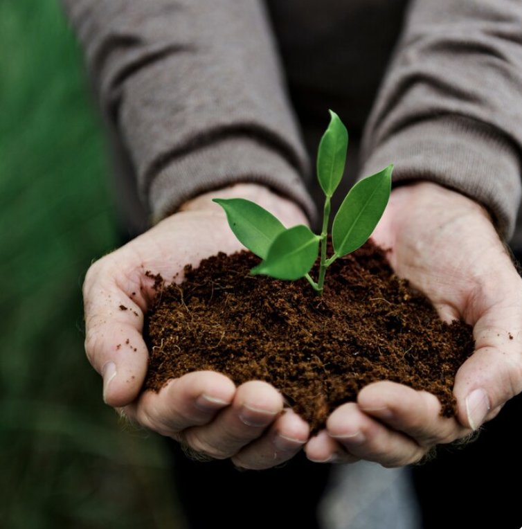 Hands holding soil with a seedling
